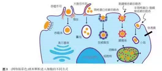 醫(yī)用護(hù)目鏡對抵抗新冠病毒的效用
