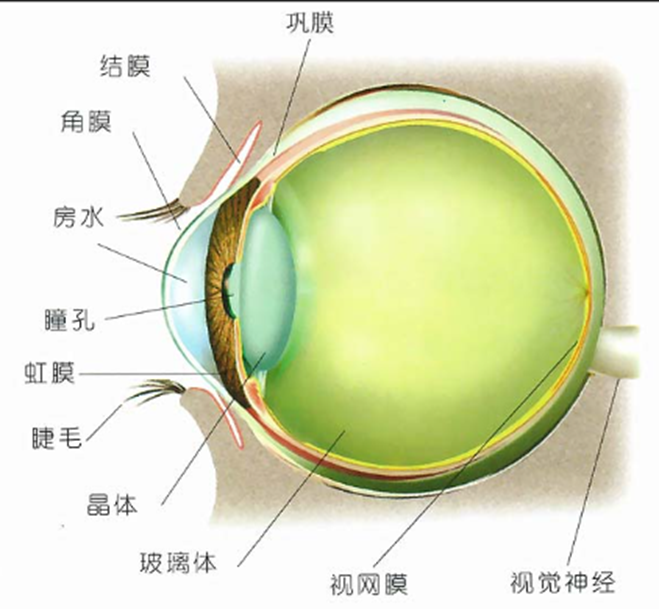 眼球調(diào)節(jié)能力