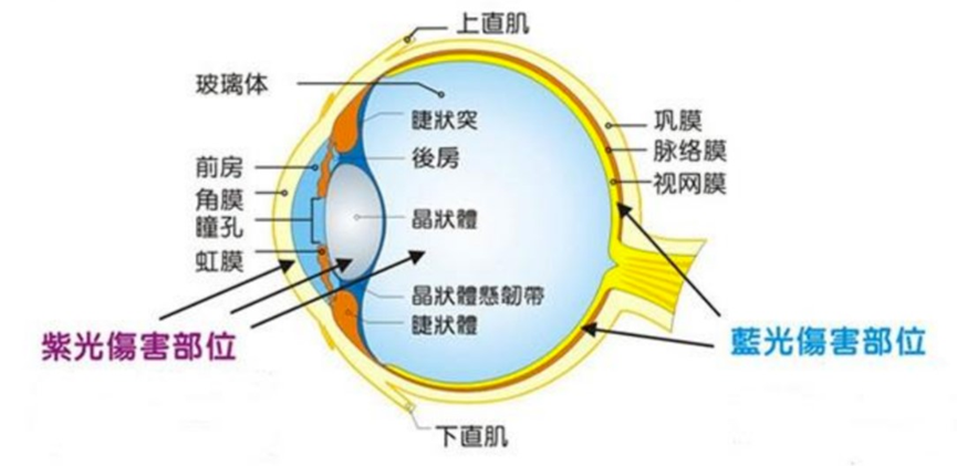 藍(lán)光傷害